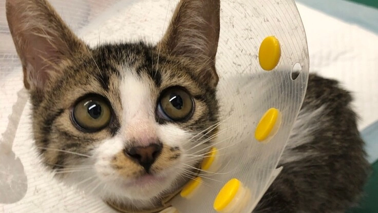 保護猫『がお』を一緒に救って頂けませんか?