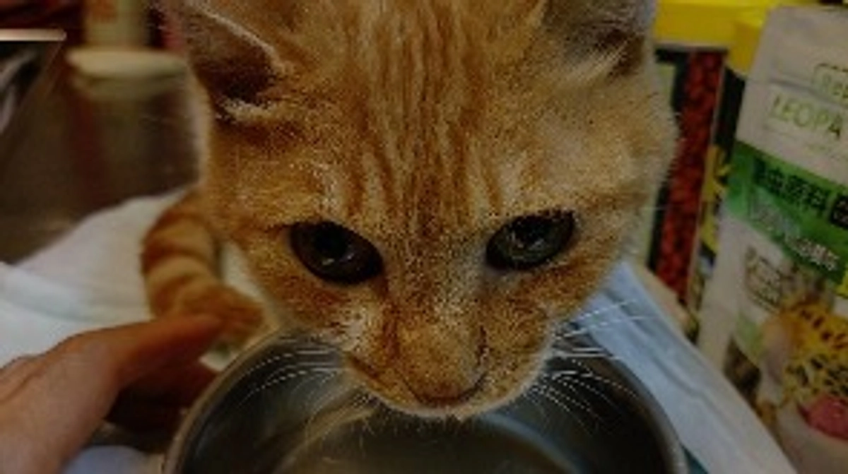 マダニ寄生で死に直面も、頑張って生きてくれているまこちゃん、ありがとう！