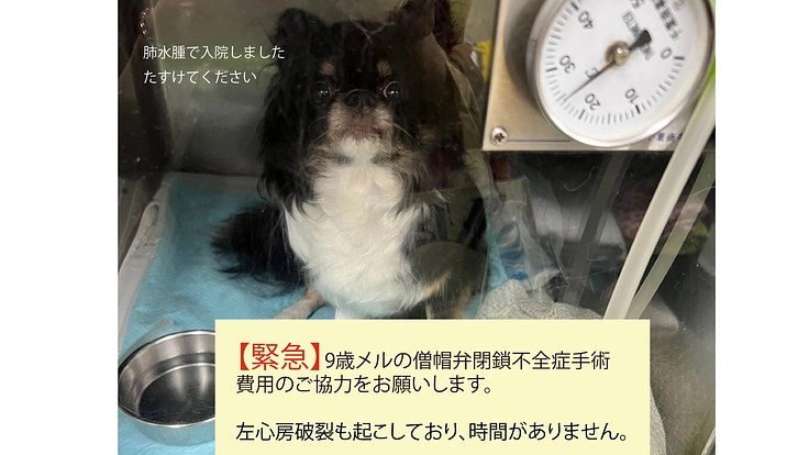 9歳メルの僧帽弁閉鎖不全症の【心臓手術、入院費用】のお願い