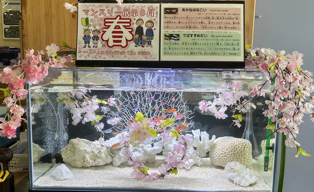 月ごとにテーマが変わる「マンスリー水槽」３月の展示替えを行いました！
