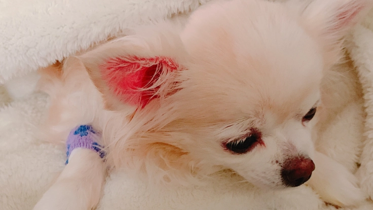 ティティ9歳の子宮蓄膿症手術と炎症治療費をお願いします！