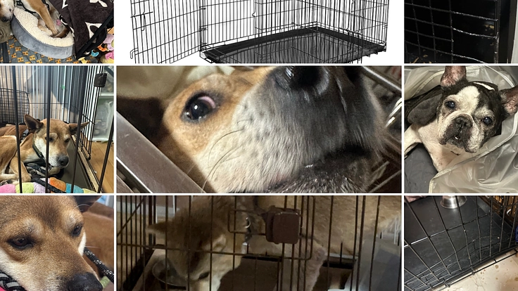 新しい家族への第一歩！保護犬のための物資募集