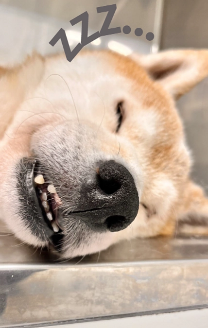 地元松戸のラジオ「ラジオポワロ」で紹介されます