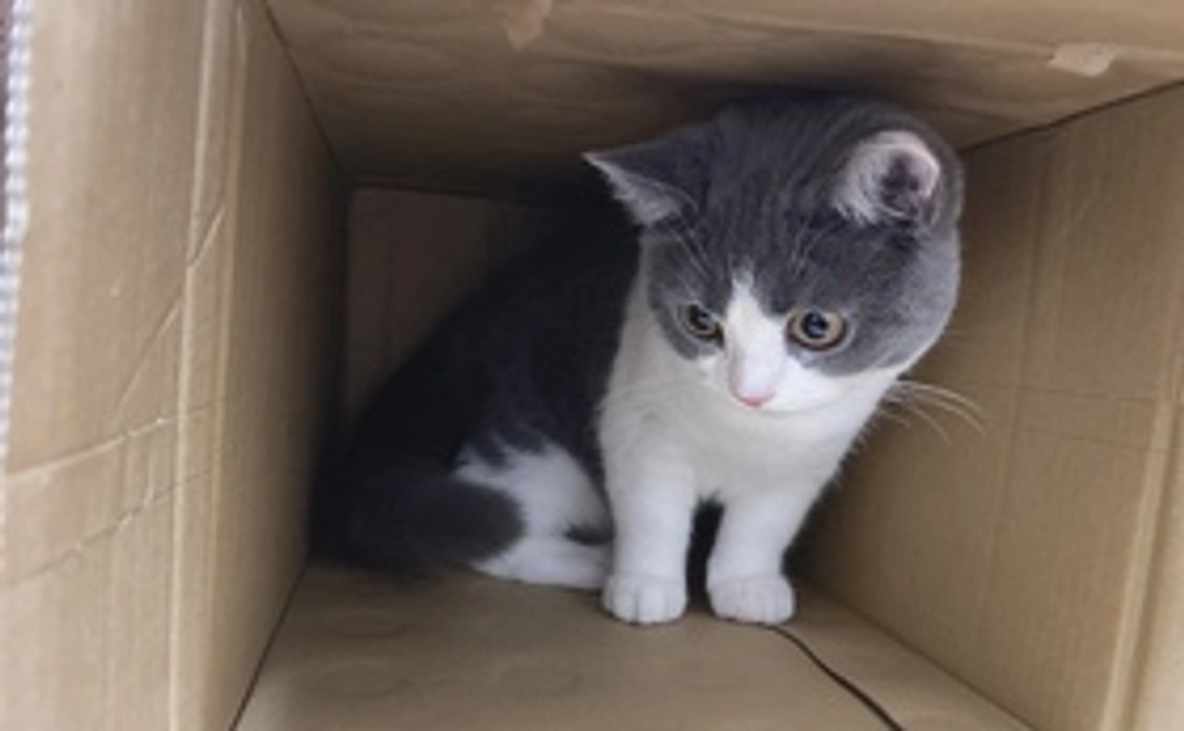 えだまめ応援コース1