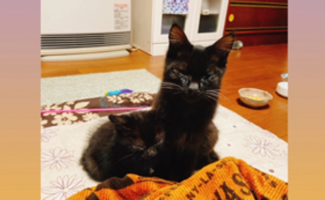 黒猫兄弟ヘルプ　3000円コース