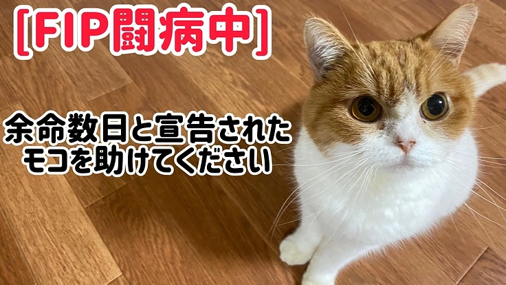 難病 猫伝染性腹膜炎(FIP)を発症したモコをどうか助けて下さい。
