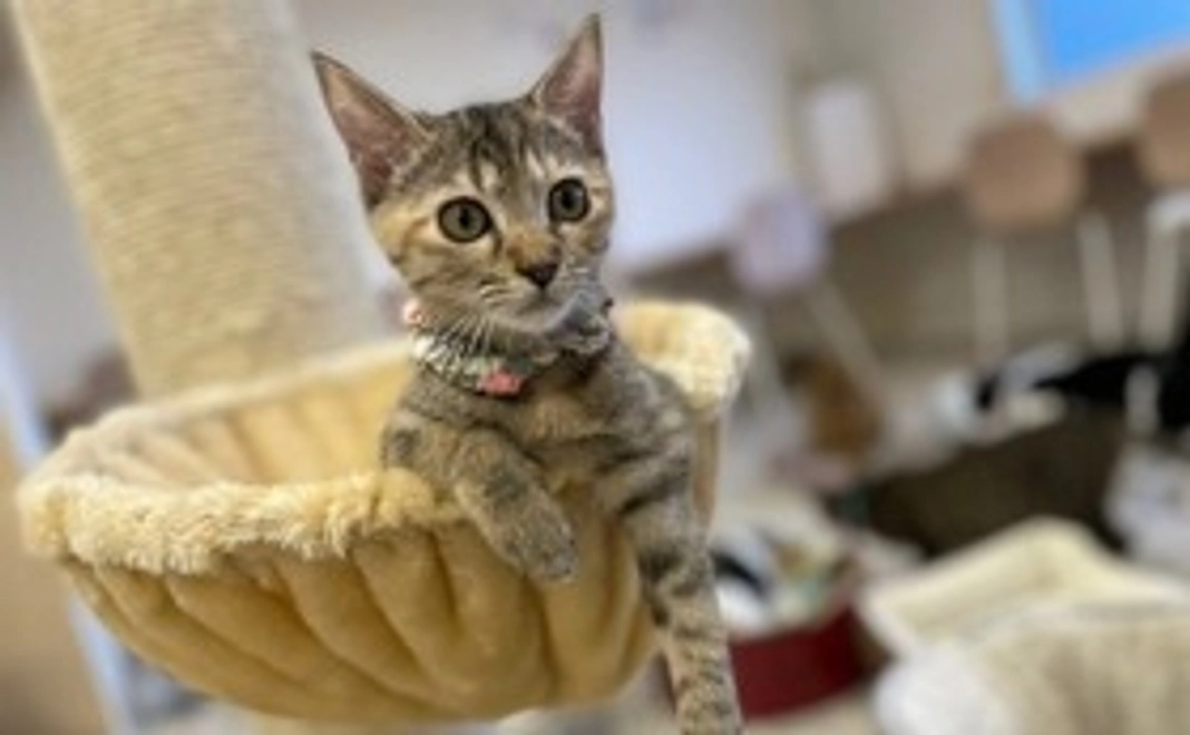 にゃんこ幸せ応援コース｜3,000円