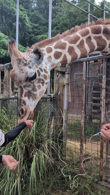 ココのトレーニング