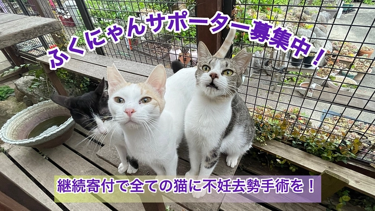 飼い主のいない猫の不妊去勢手術を継続できる仕組みを作りたい！