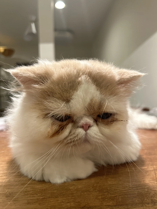 コハクくん後少し頑張ろうね！