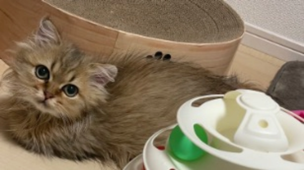 少し元気のない一日