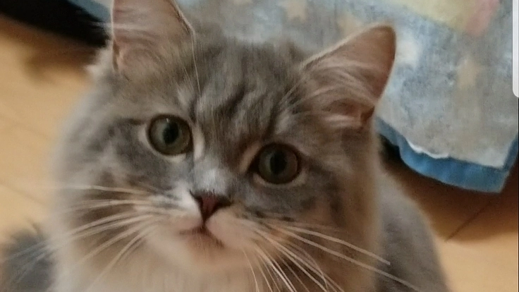 FIP闘病中の生後７ヵ月のルウちゃんを助けて下さい！！