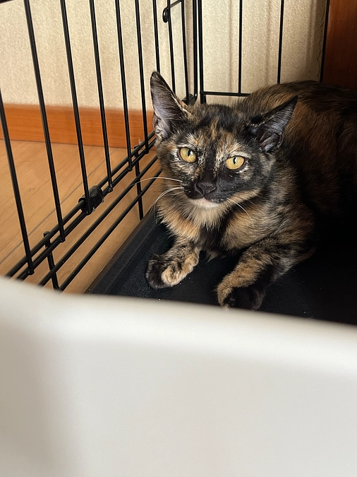 子猫5匹目保護しました