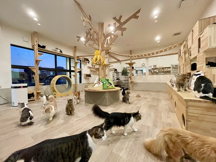 保護しない…と言っているけど