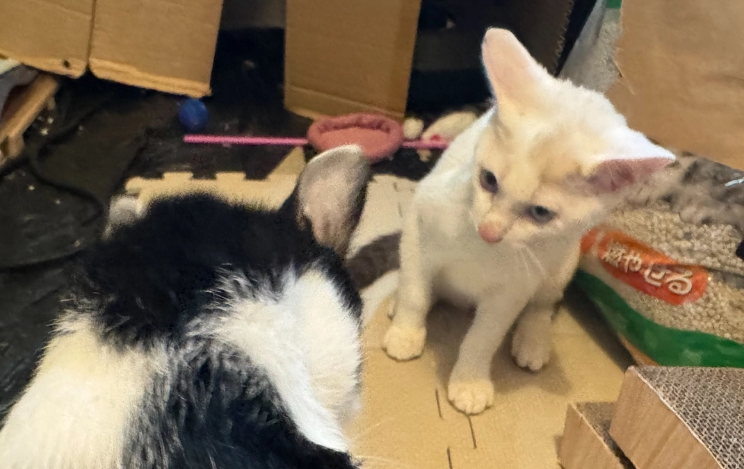 シンバ、ケージ引越し