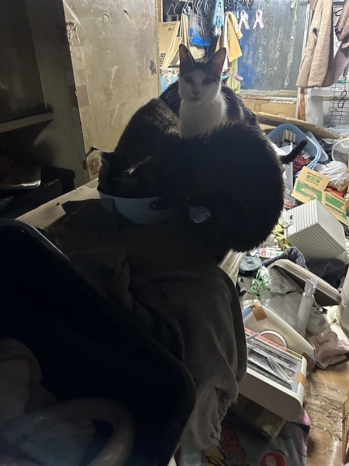 土曜日に猫たちの命を保護してきます。