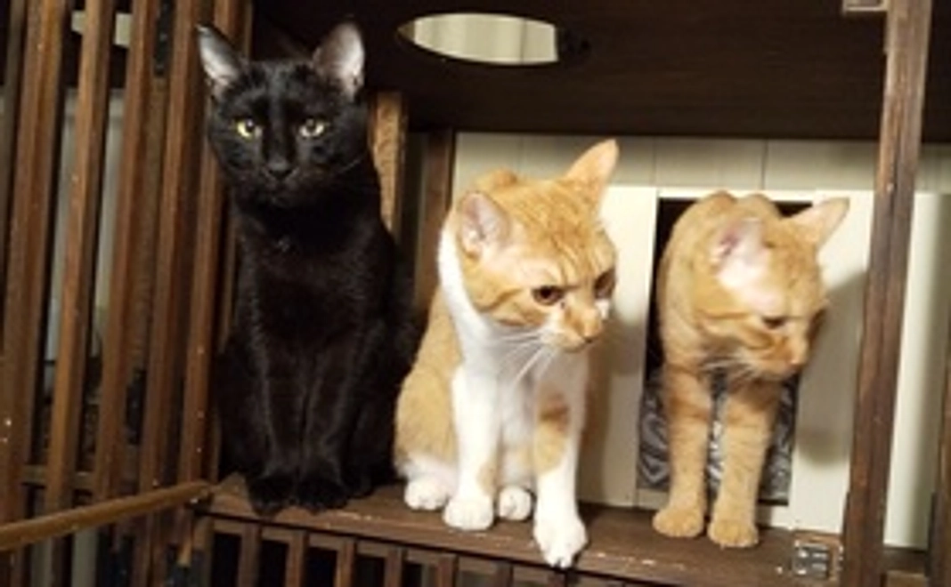 フォトブックコース