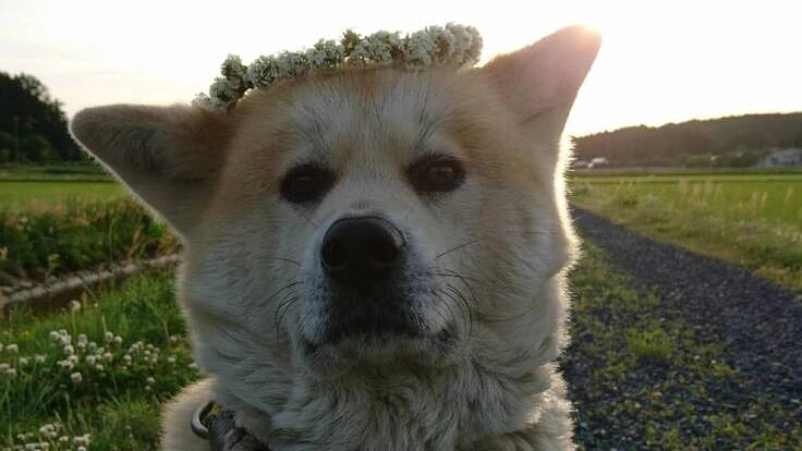 秋田犬ハルの子宮蓄膿症の治療費