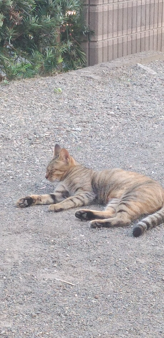 今日は朝から猫ちゃんと私の部屋の材料を買いだしに行ってきました
