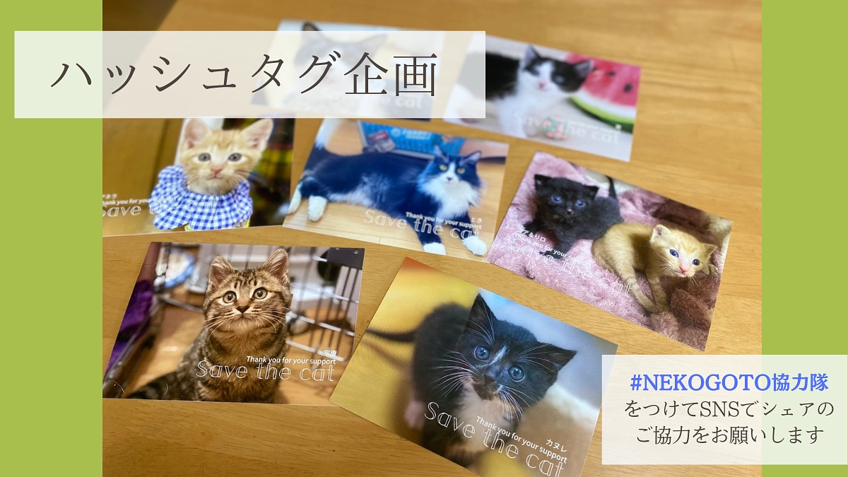 プロジェクト終了まであと19日！ハッシュタグ企画開を催します！#NEKOGOTO協力隊 でシェアを！