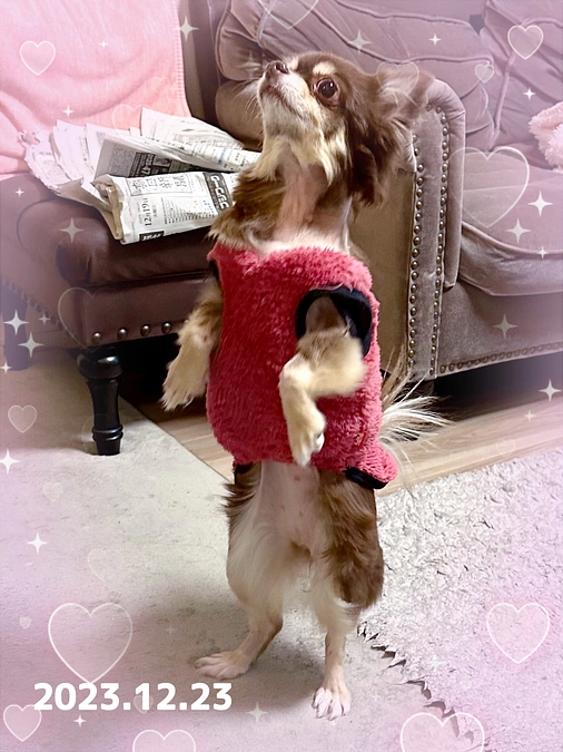 術後34日目。 栗ちゃん  保護犬カフェ卒業後…我が家の子になり、もうすぐ2カ月です‼︎ 