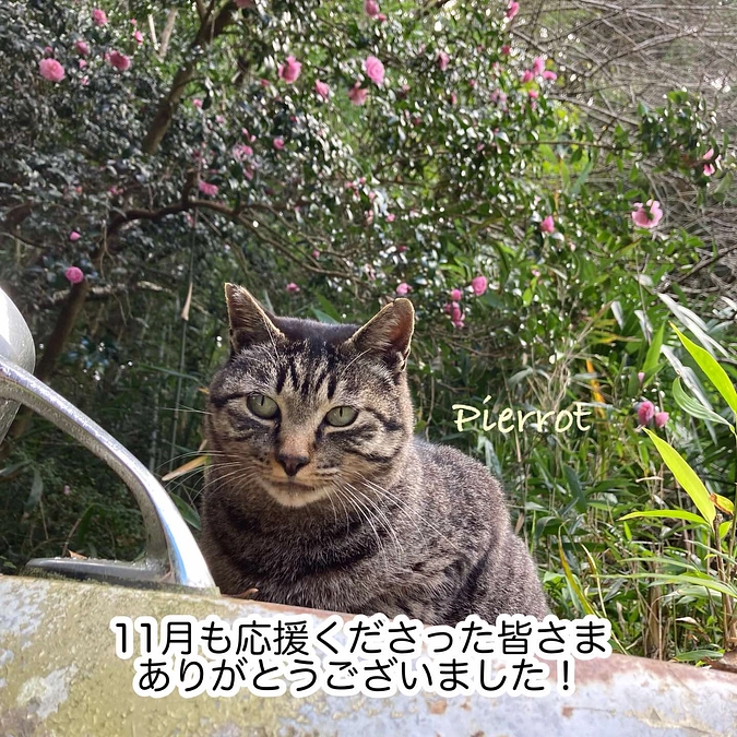 継続寄付10月分のご報告と11月の収支報告