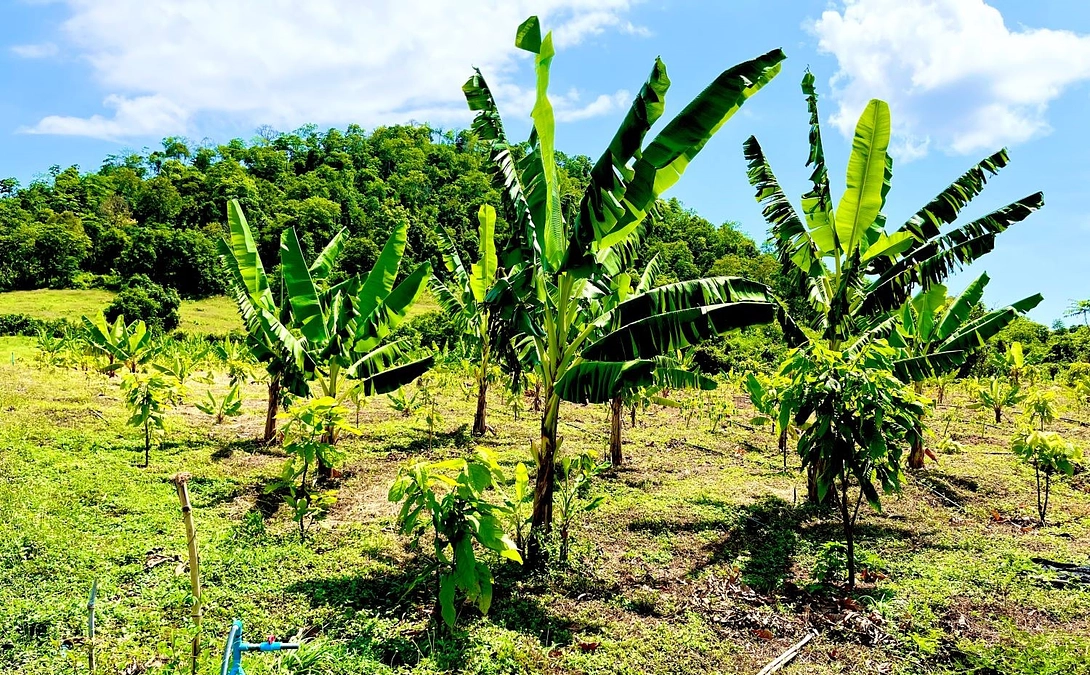 ガゼボなど農園設備の進捗状況のご報告です。