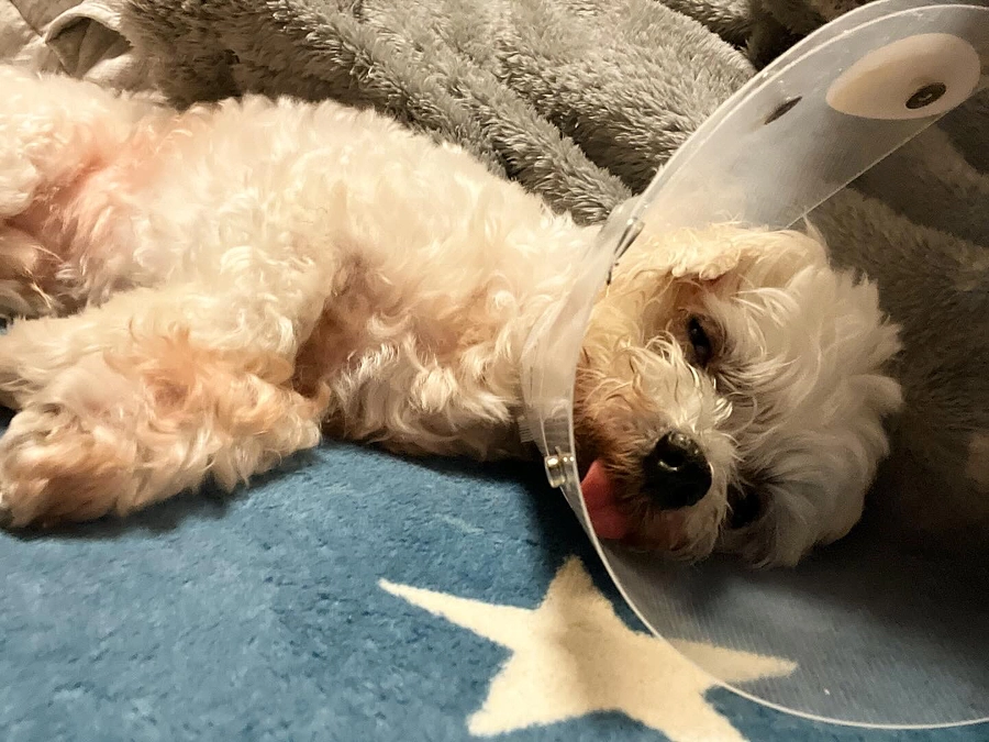 【2024年3月16日（土）のInstagram、ブログより】