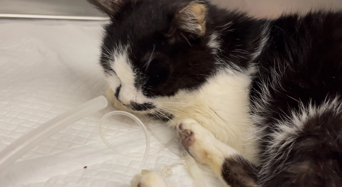 ボランティア リレー⑥