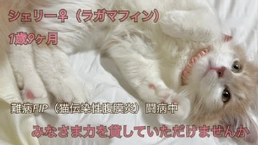 難病【FIP】にかかった愛猫シェリーちゃんを助けてください のトップ画像