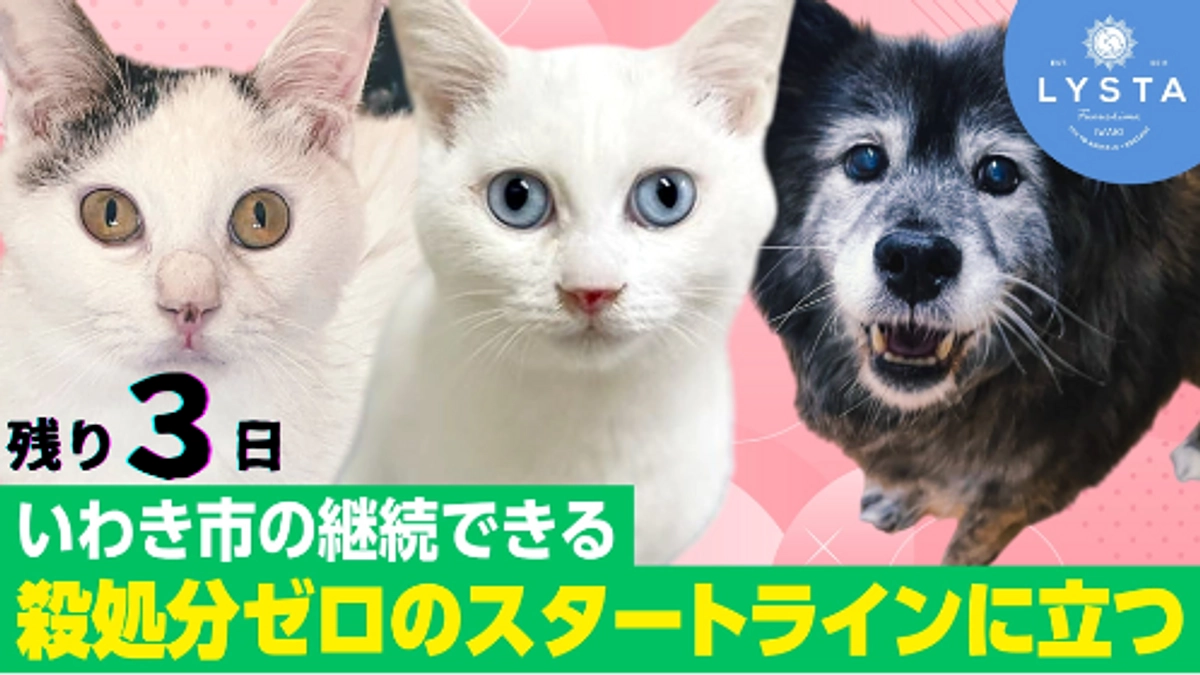 残り３日！一般譲渡が難しい子たちの終生飼養のおうちとして