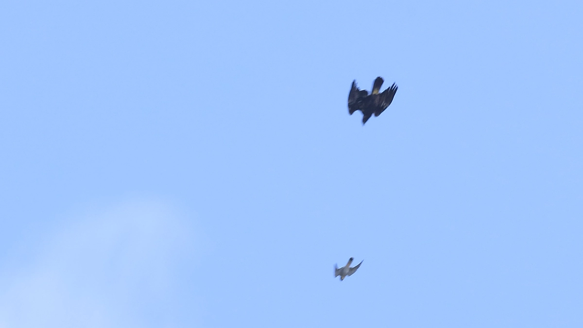 伊吹山のイヌワシと野生動物2025年8月14〜15日　ハヤブサを攻撃