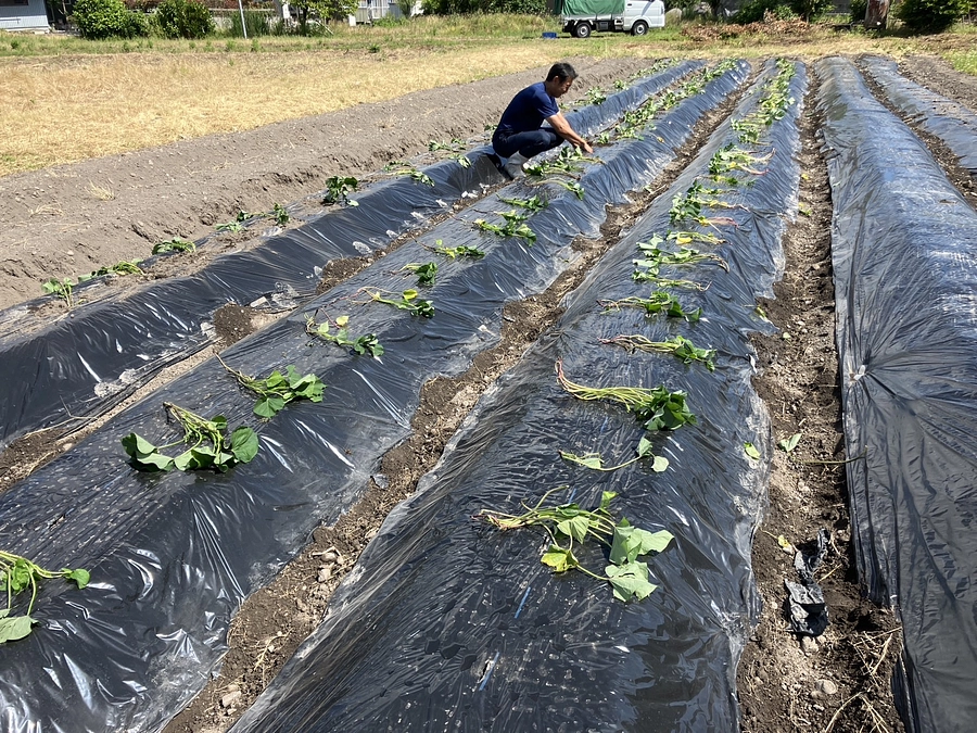 さつまいもを植えました