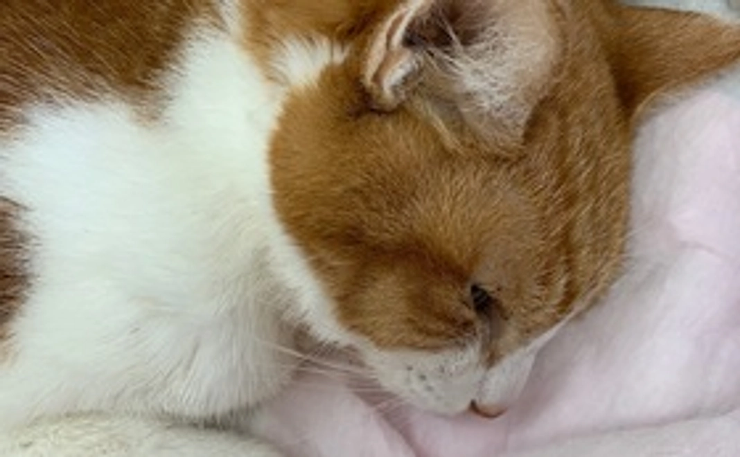 シロ！がんばれ！