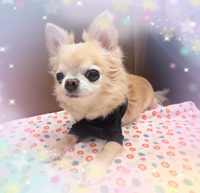 心臓手術後 10ヶ月検診でした