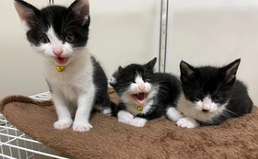 個性派揃い♡ はちわれねこ 応援コース