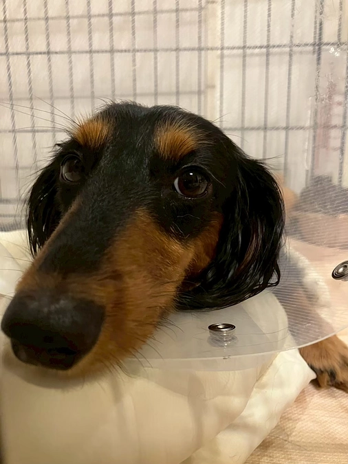 【イブラの現在の状態と、私たち家族の想い】