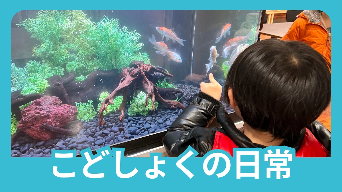 きれいなアクアリウムをご寄付いただきました🐟