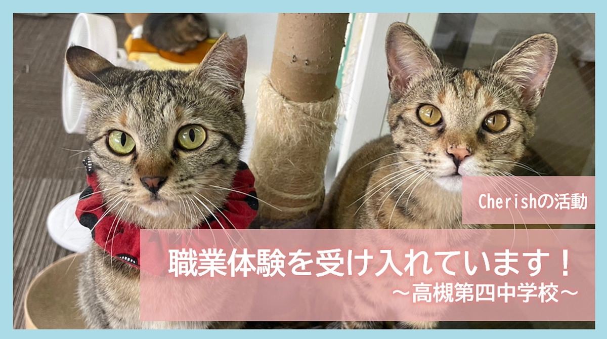 Cherishの活動｜職業体験を受け入れています！～高槻第四中学校～