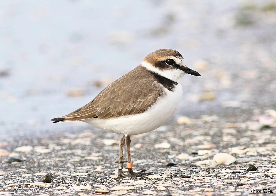 プロジェクト目標達成の御礼と第二目標について