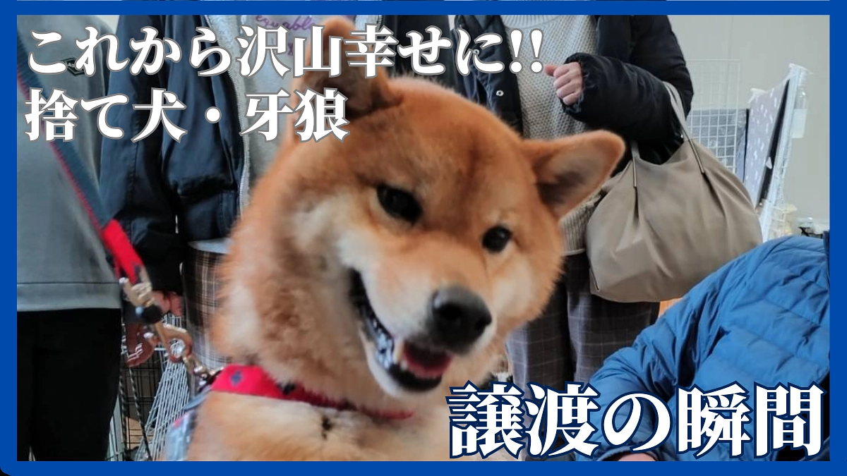 里親さんの元へ送り出す、その様子と私たちの気持ち👨‍👩‍👧‍👦❤️🐕