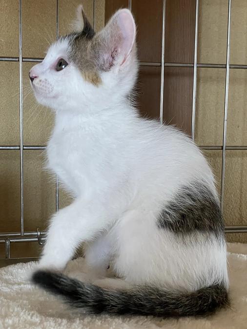 ガル♂くん、次回の里親会にも参加します