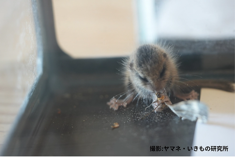 🌿ヤマネ保育日誌④🌿