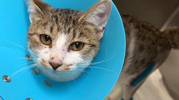 車に轢かれた子猫を保護しています！手術費のお力添えをお願いします！