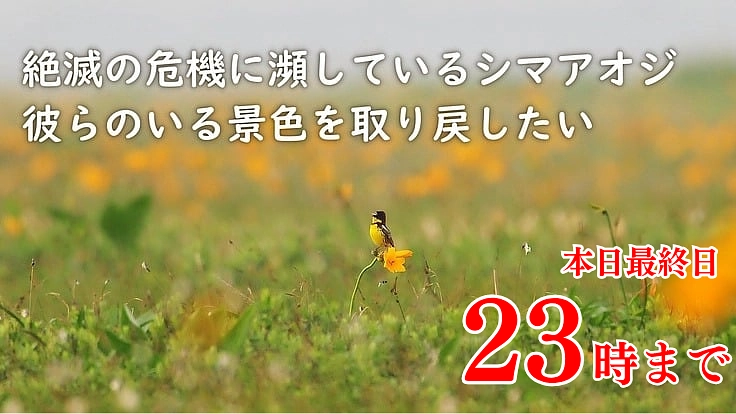 絶滅の危機に瀕しているシマアオジ　彼らのいる景色を取り戻したい
