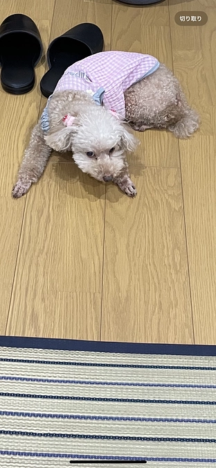 インスタライブ