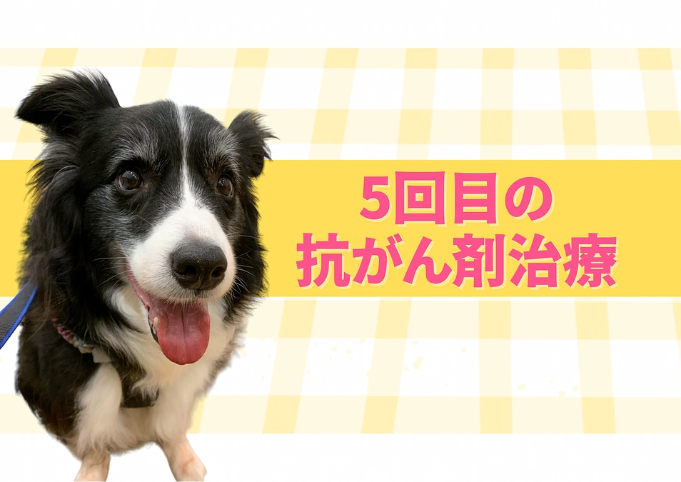 5回目の抗がん剤治療