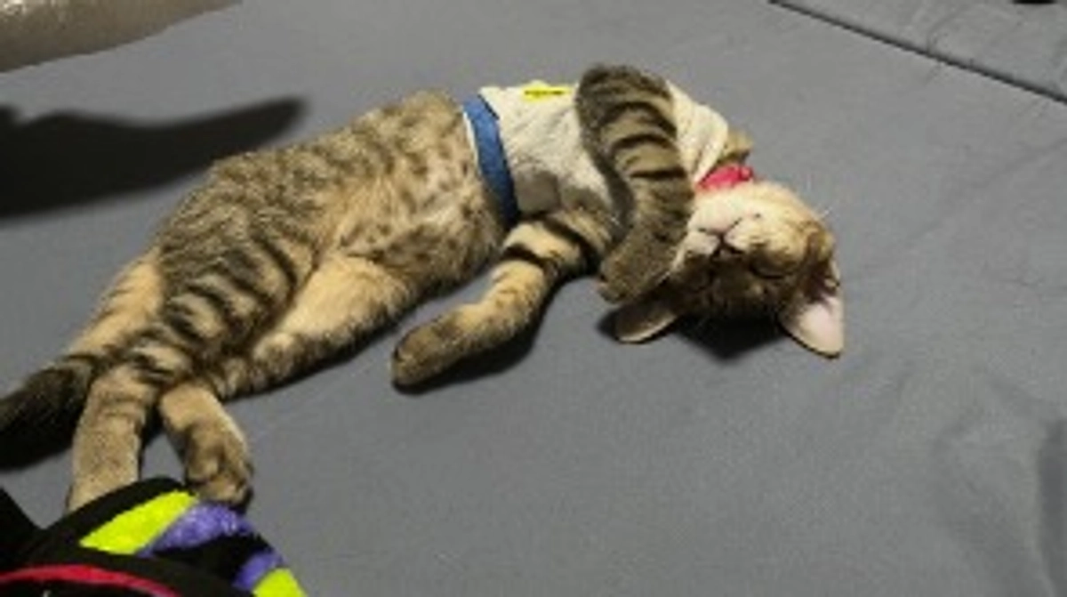 8/26(土)術後８回目の診察