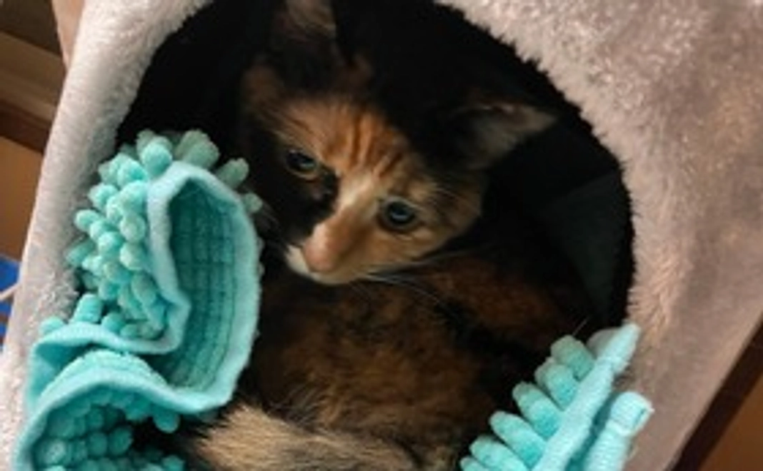 サンちゃん、ガンバ!(リターン不要)