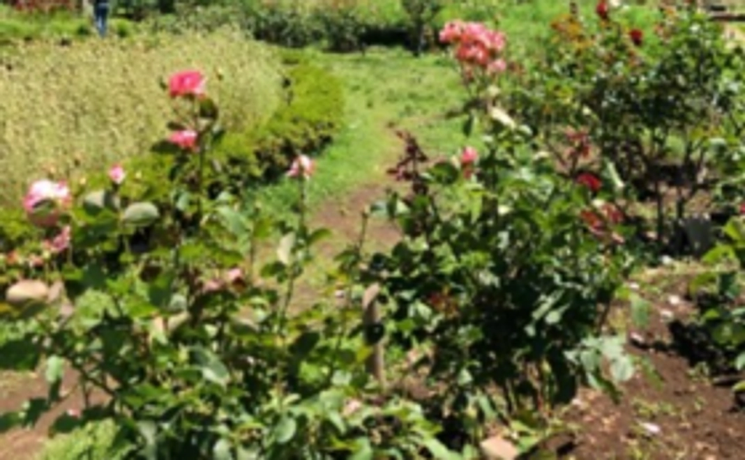 【数量限定】お手軽！巡礼応援プラン